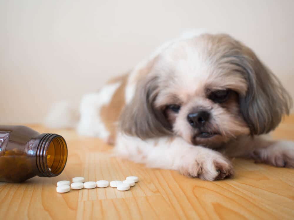 Can Benadryl Kill a Dog 