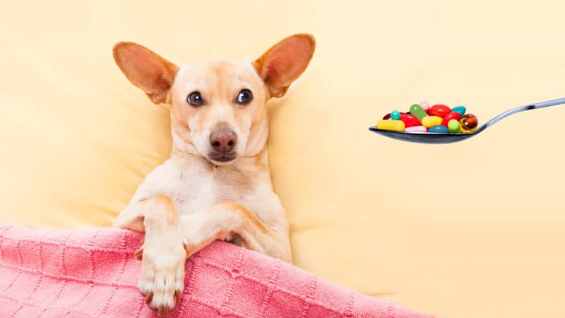 gabapentin good for dogs