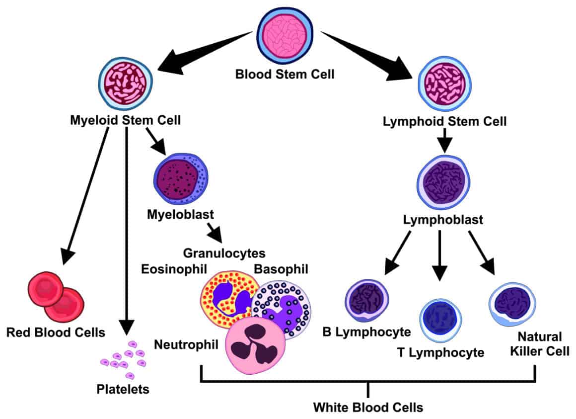 2-types-of-lymphocytes-and-their-effector-functions-the-lymphocyte