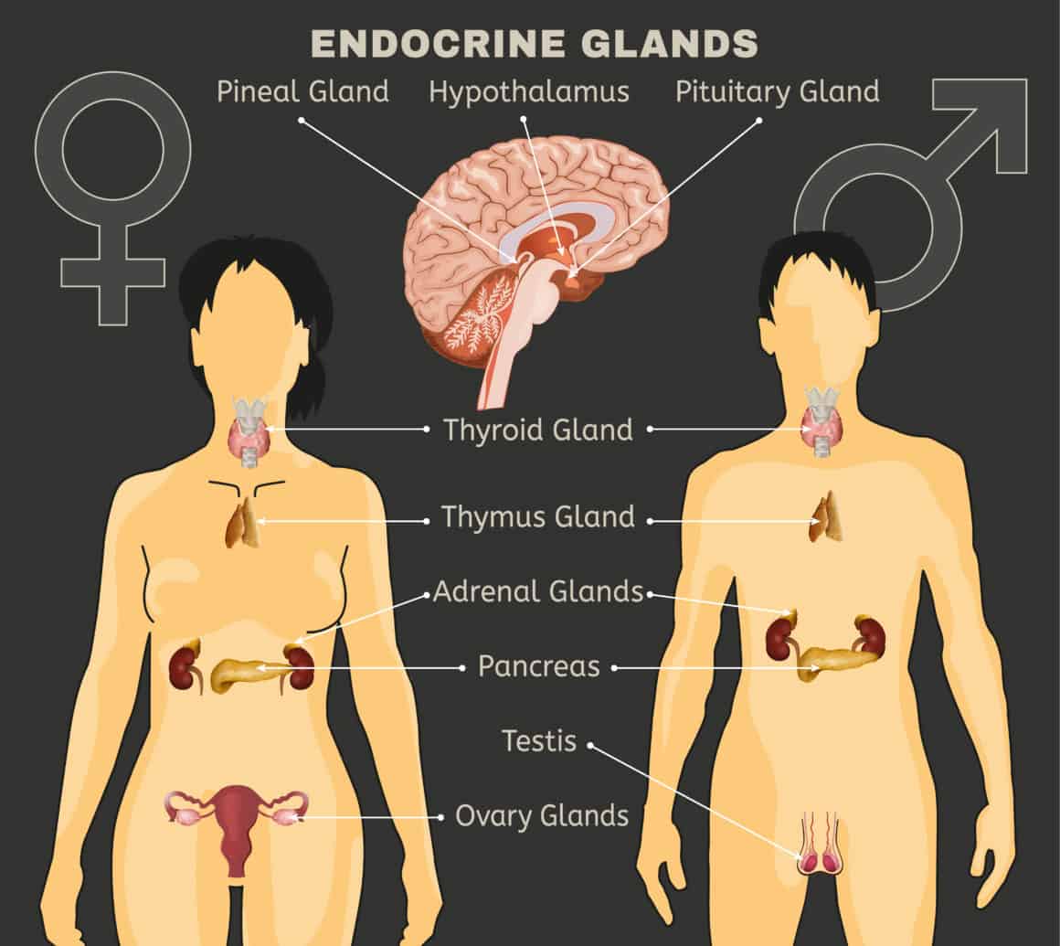 Female and Male endocrine system. Human comparative anatomy. Human silhouette with detailed internal organs. Vector illustration isolated on a dark grey background.