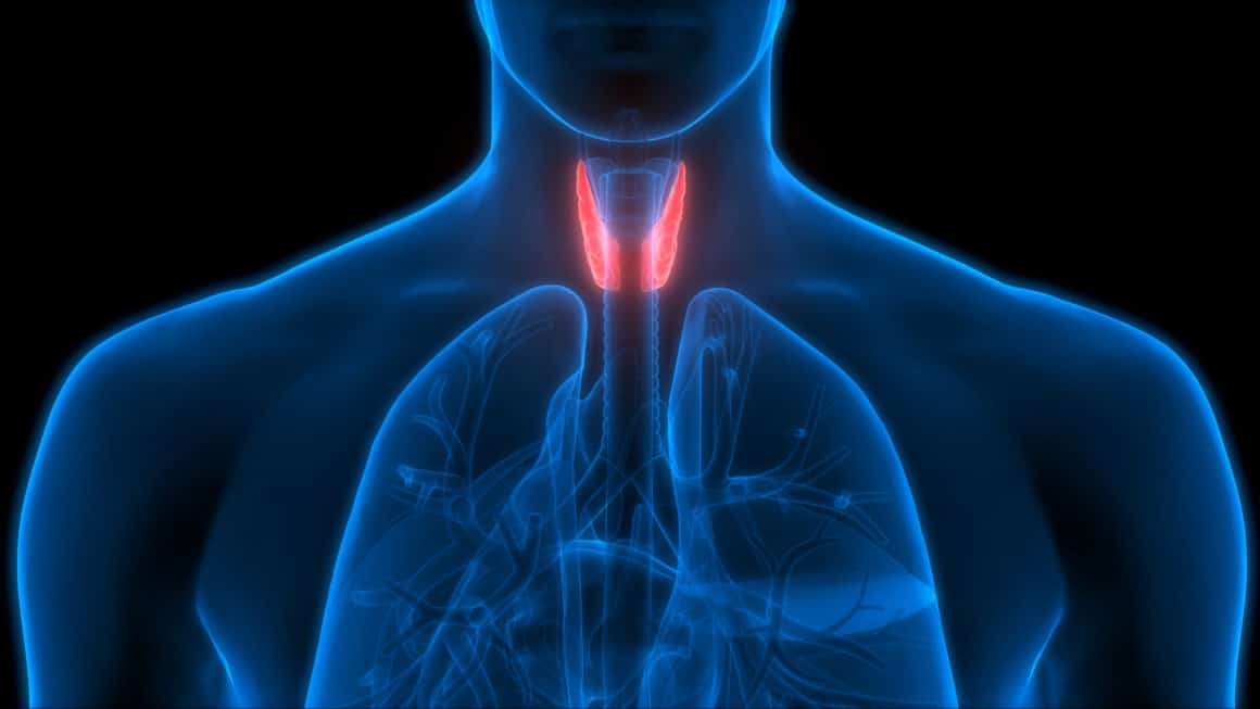 Human Body Glands Anatomy (Thyroid Gland). 3D