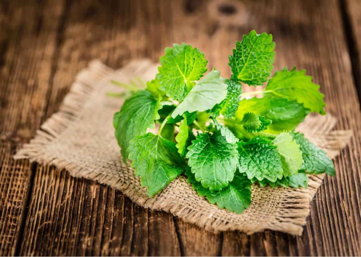 Lemon Balm Plant on Burlap