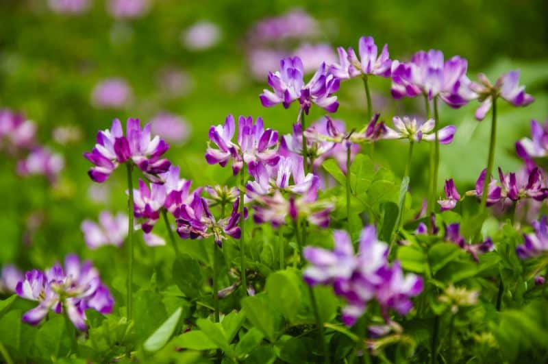 Astragalus Uses, Benefits and Side Effects Drug Genius