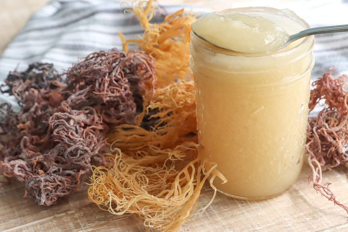 What Does Sea Moss Taste Like Drug Genius