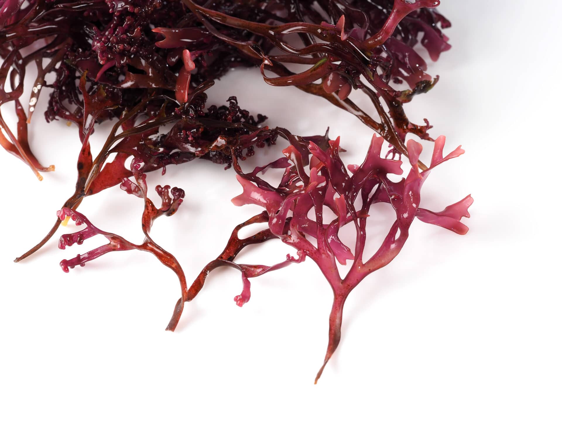 What Does Sea Moss Taste Like Drug Genius What Does Sea Moss Taste Like Drug Genius