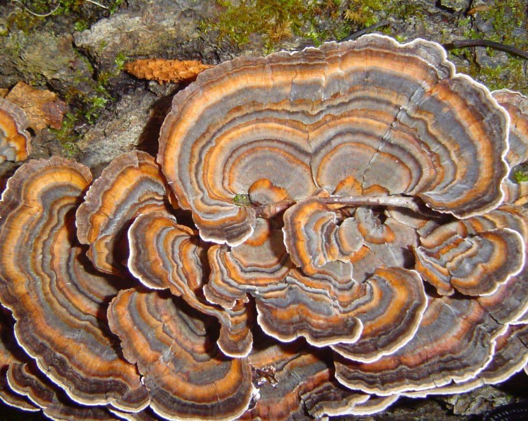 Turkey Tail Mushroom Concentric Color Zones