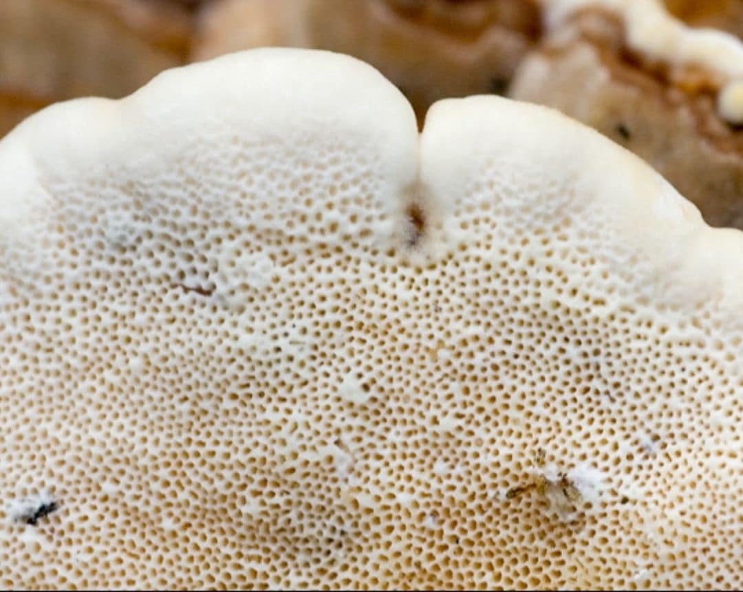 Turkey Tail Mushroom Pores