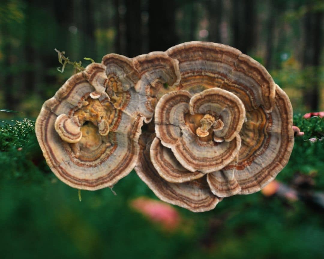 Turkey-Tail-Mushroom