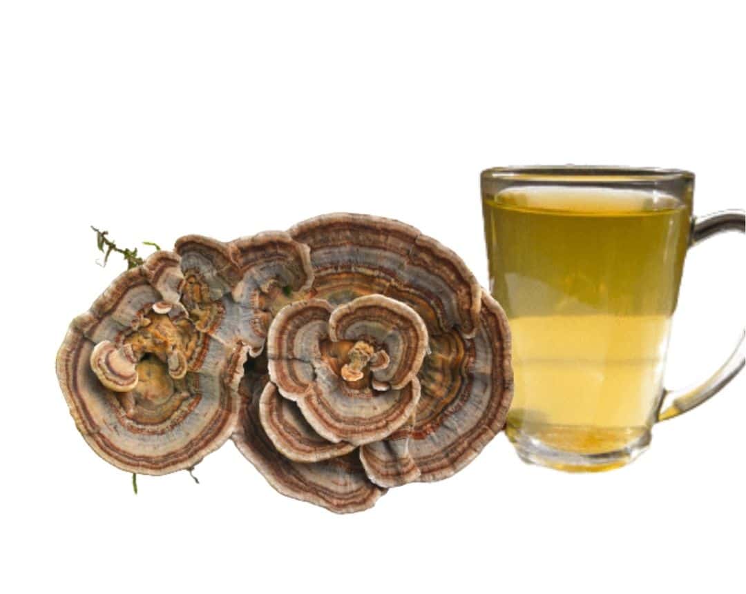 Turkey Tail Mushroom Tea