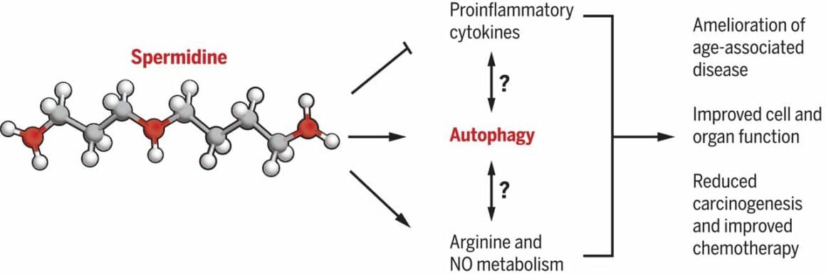 Spermidine Autophagy