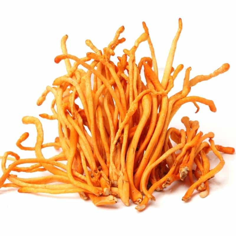 Cordyceps 