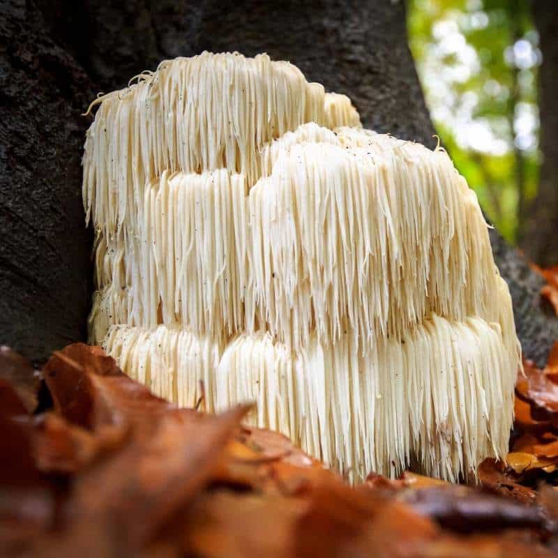 Lion's Mane Mushroom