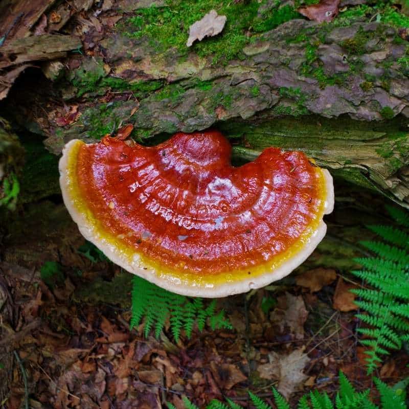 Reishi Mushroom