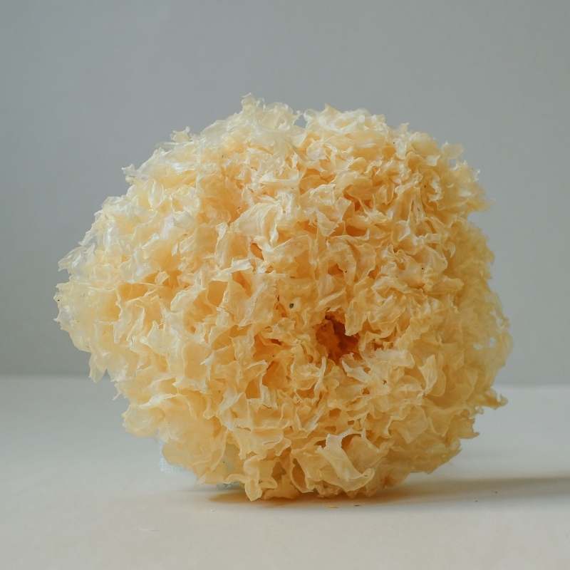 Tremella Mushroom