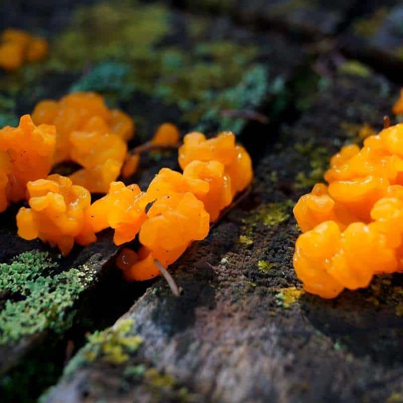 Wild Tremella Mushroom