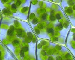 Chlorophyll in cell