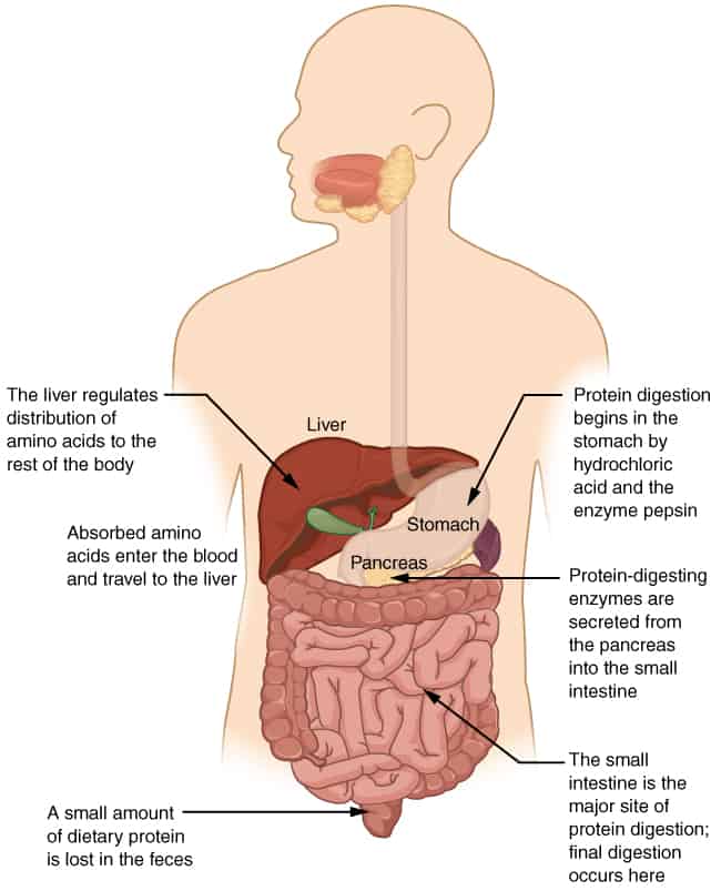 Protein Digestion Process