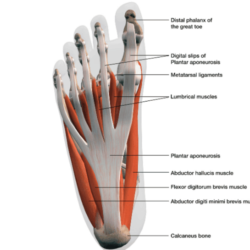 Ligaments & Anatomy of the foot